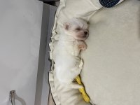 Yavru Bembeyaz Morkie