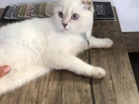 6 aylık british shorthair kedimiz pamuk