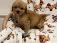 F2 MALTİPOO YAVRULARI