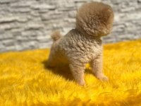 Antalya pomeranian boo