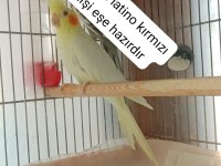 Yavru Sultan Papağanı Ev Üretimi