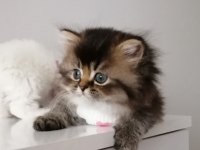 Esmer Şeker Bebek Kedimiz