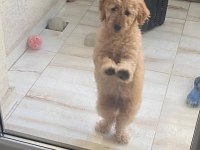4 AYLIK TOY POODLE SAFKAN BAKIMLI AŞILARI TAM