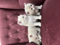 2 aylık british shorthair sütlü kahve