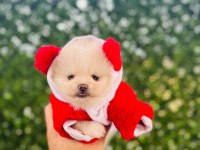 3 aylık pomeranian yavru