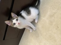 Yavru kedimizi sahiplendirme
