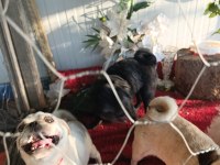 Safkan pug mops dişi erkek