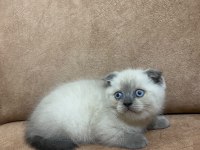 Blue point scottish fold bebekler
