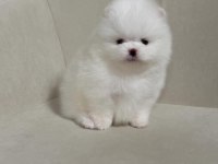 Teddy Bear Pomeranian En Mini Yavrular