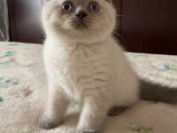 Scottish fold 2,5 aylık