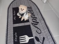 Pomeranian boo 6 aylık