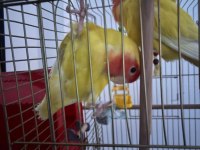 Çift halinde yumurtalamaya hazır sevda papağanı