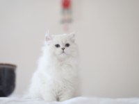 British longhair full şecereli safkan dişi