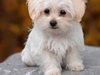 Maltese yavrularımız