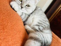 Fold iki oğlan scottish fold