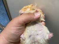BIDIK HANIM HAMSTER (TEDDY TURUNCU)