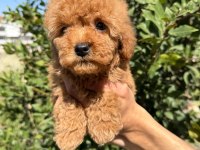 Show kalite sağlık garantili poodle yavrularım