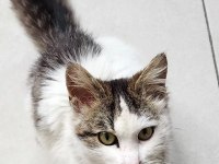 Bir Sokak Türü Olan Domestic Longhair Kısır 1 Yaşında