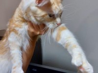 Üst kaliteli maine coon erkek polydactyl silver red