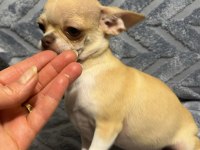 4 aylık erkek şecereli anne babadan chihuahua