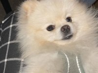 Pomeranian eş bulma ilanıdır