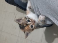 TATLI YAVRU KEDİLERİMİZ