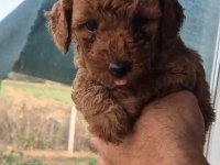 EVINIZIN POODLE NEŞE KAYNAKLARI