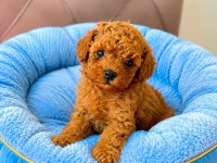 Evde Bakılan Sağlık Ve Irk Garantili Poodle Bebek