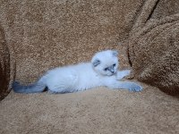 Scottish fold shorthair bluepoint kızımız