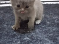 YAVRU BRİTİSH SHORTHAİR KEDİLER