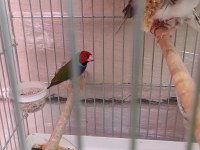 Goldian finch takım ve erkekler anaçlar