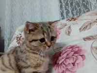 Dişi masum kedimiz