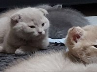 SCOTTISH FOLD