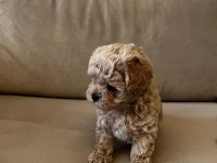 En Küçük Boy Maltipoo Yavruları