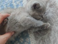 KEDİLERİMİ SAHİPLENDİRMEK İSTİYORUM