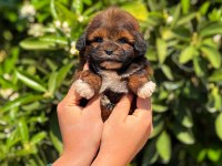 Erkek teacup maltipoo yavrumuz