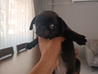 Baba çıkolata tan yavru 3 aylık dişi pug