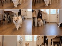 Pomeranian boo köpeğimiz
