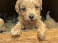 Poodle 2 Aylık Yavrular İzmir