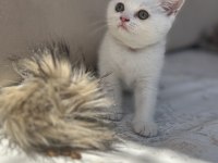 Kar gibi british shorthair kızçeler