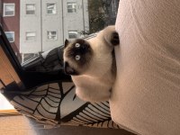Scottish fold kısır değildir