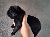 Yurt dışı girişli solid siyah jaguari pug yavrular