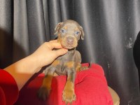 Üst kalite estetikli Doberman yavrularımız