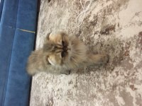 british longhair golden