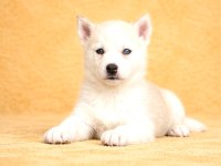 Nadir Renk Husky