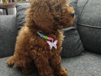 Toy poodle dişi köpeğimiz 75 günlük