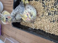 Nutribird a21 ile elle beslenen sağlıklı sultan yavrular