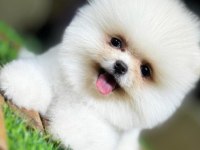Pomeranian 3 aylık