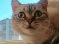 Dişi Kedi Ücretsiz