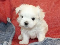 Beyaz maltipoo bebeğimiz uygun